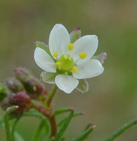 Spergula_arvensis_flower.jpg