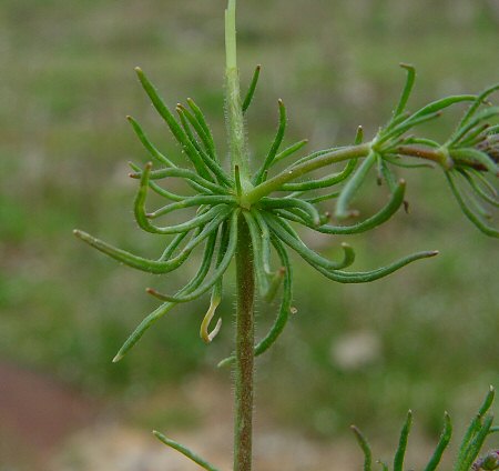 Spergula_arvensis_leaves.jpg