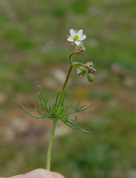 Spergula_arvensis_plant.jpg