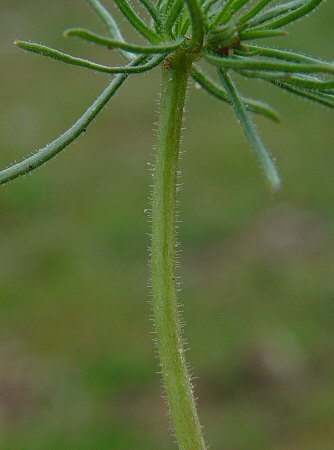 Spergula_arvensis_stem.jpg