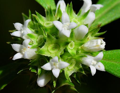 Spermacoce_glabra_flowers.jpg