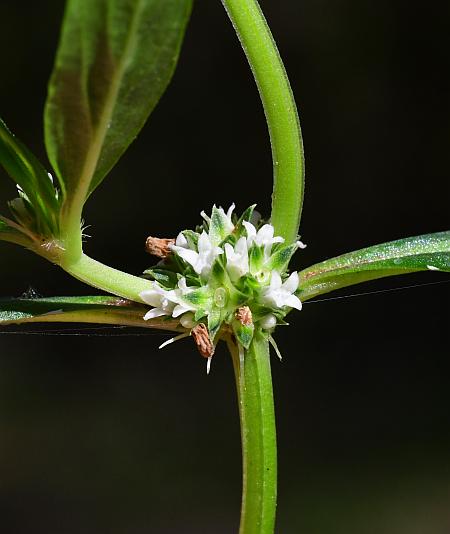 Spermacoce_glabra_inflorescence.jpg