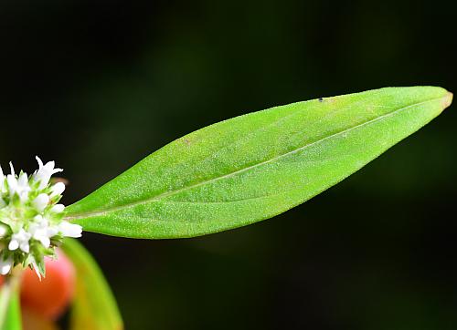 Spermacoce_glabra_leaf1.jpg