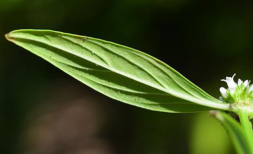 Spermacoce_glabra_leaf2.jpg