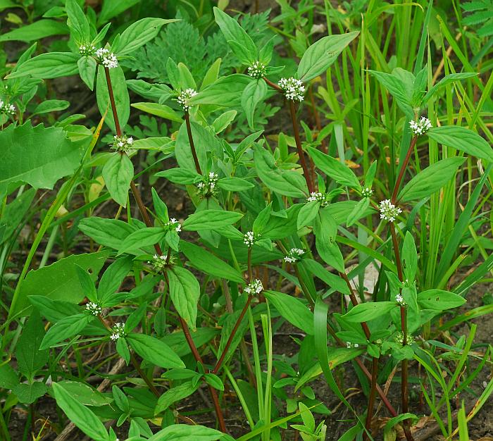 Spermacoce_glabra_plant.jpg