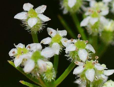 Spermolepis_echinata_flowers.jpg