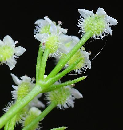 Spermolepis_echinata_fruits.jpg