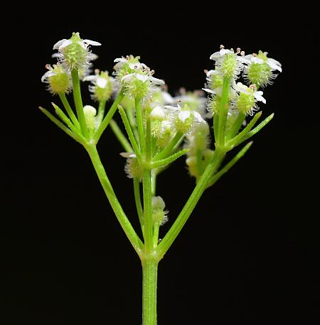 Spermolepis_echinata_inflorescence1.jpg