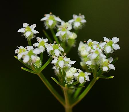 Spermolepis_echinata_inflorescence2.jpg