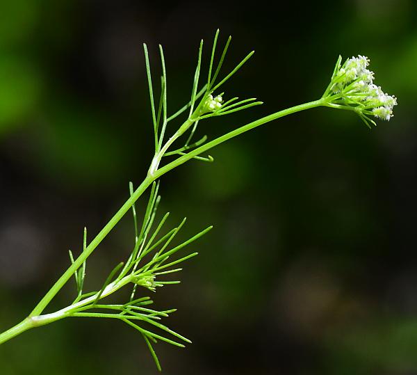 Spermolepis_echinata_plant.jpg