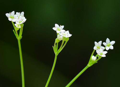 Spermolepis_inermis_flowers1.jpg