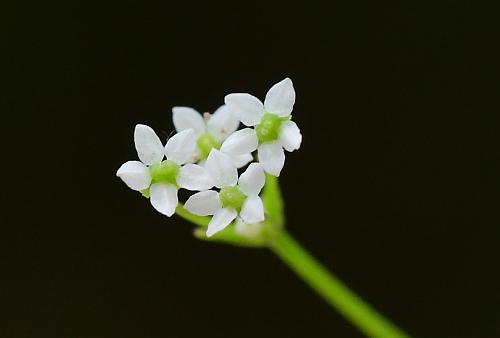 Spermolepis_inermis_flowers2.jpg