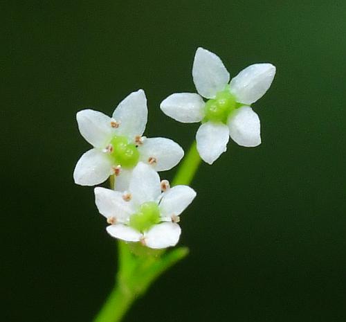 Spermolepis_inermis_flowers3.jpg