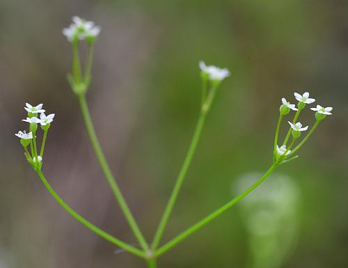 Spermolepis_inermis_inflorescence1.jpg