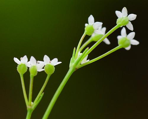 Spermolepis_inermis_inflorescence2.jpg