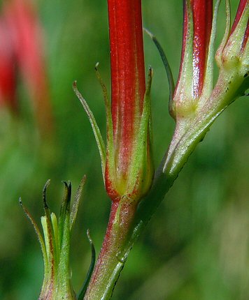 Spigelia_marilandica_calyx.jpg