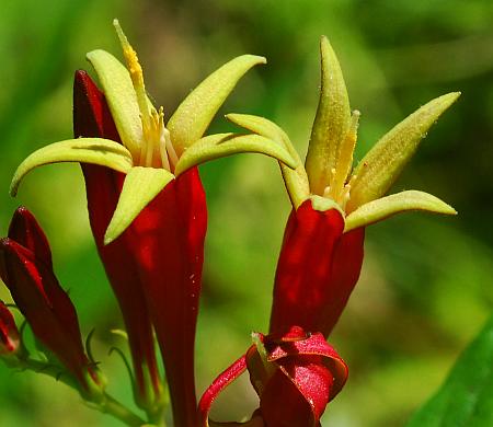 Spigelia_marilandica_flowers.jpg