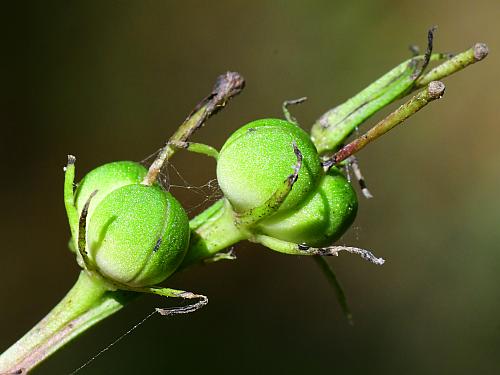 Spigelia_marilandica_fruits.jpg