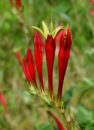 Spigelia_marilandica_inflorescence.jpg