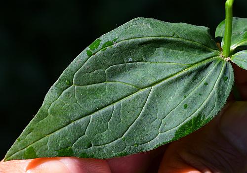 Spigelia_marilandica_leaf1.jpg