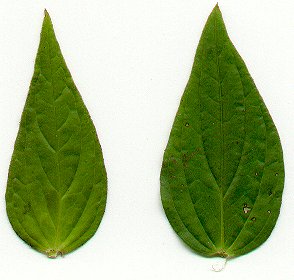 Spigelia_marilandica_leaves.jpg