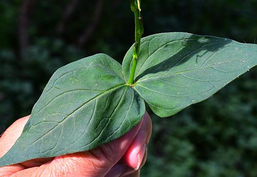 Spigelia_marilandica_leaves1.jpg