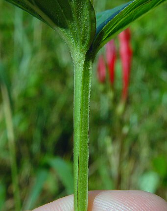 Spigelia_marilandica_stem.jpg