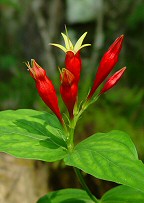 Spigelia marilandica thumbnail