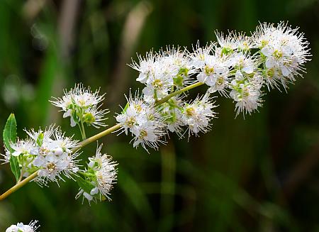 Spiraea_alba_inflorescence1.jpg