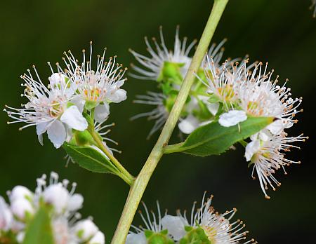 Spiraea_alba_inflorescence2.jpg