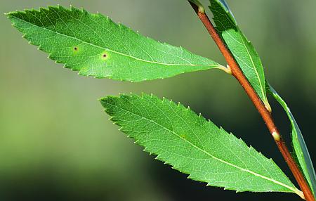 Spiraea_alba_leaf1.jpg