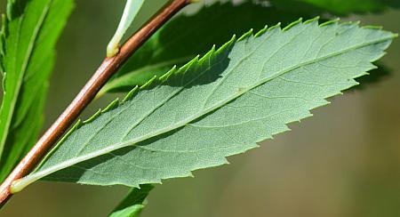 Spiraea_alba_leaf2.jpg