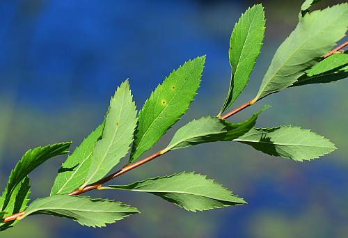 Spiraea_alba_leaves.jpg