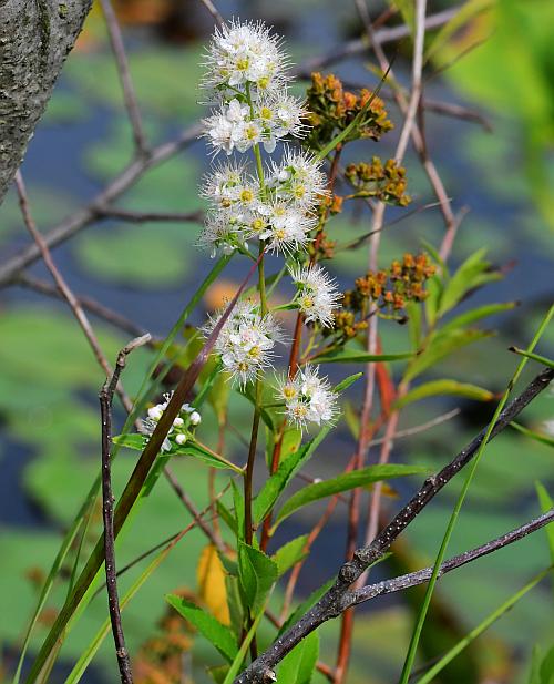 Spiraea_alba_plant.jpg