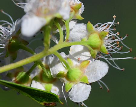 Spiraea_alba_sepals.jpg