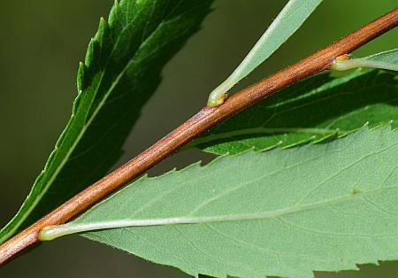 Spiraea_alba_stem.jpg