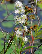 Spiraea alba thumbnail