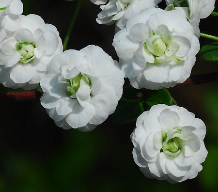 Spiraea_prunifolia_flowers2.jpg