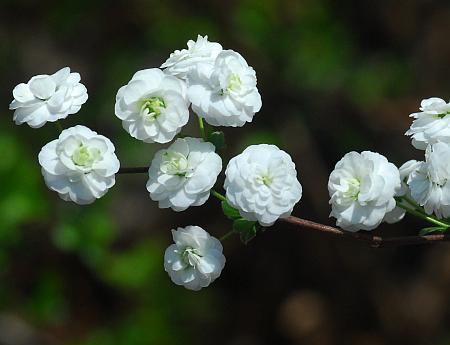 Spiraea_prunifolia_flowers3.jpg