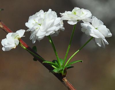 Spiraea_prunifolia_inflorescence.jpg