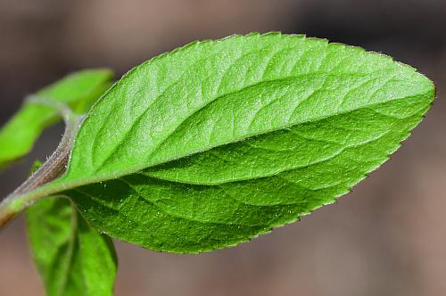 Spiraea_prunifolia_leaf2.jpg