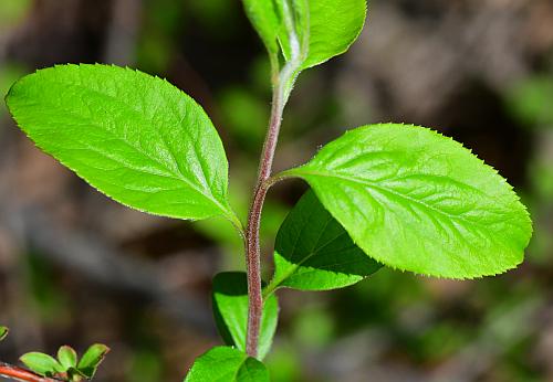 Spiraea_prunifolia_leaves1.jpg