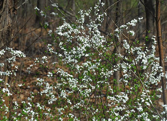 Spiraea_prunifolia_plant.jpg