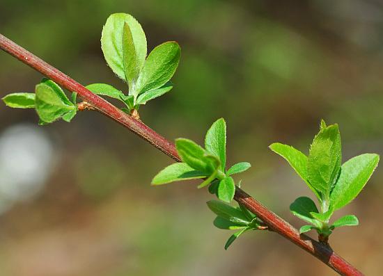 Spiraea_prunifolia_stem.jpg