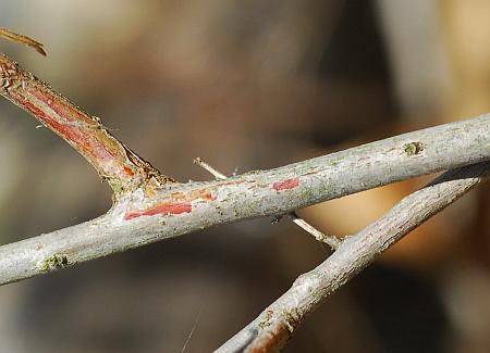 Spiraea_prunifolia_stem2.jpg