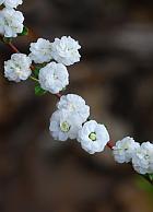 Spiraea prunifolia thumbnail