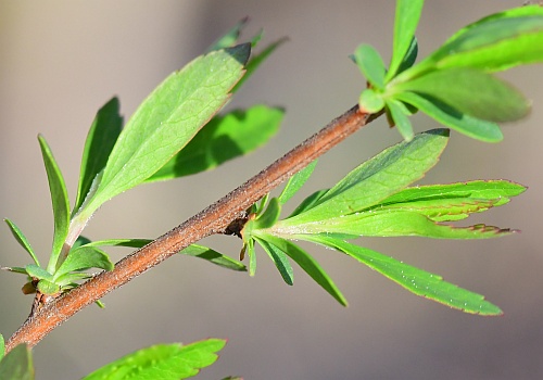 Spiraea_thunbergii_fascicles.jpg