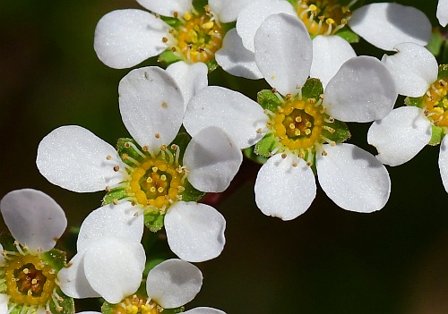 Spiraea_thunbergii_flowers.jpg
