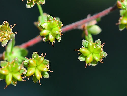 Spiraea_thunbergii_fruits.jpg