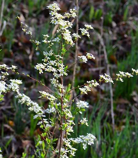 Spiraea_thunbergii_inflorescence.jpg